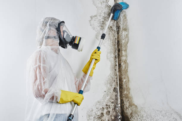 Professional Mold Removal in Malta, IL