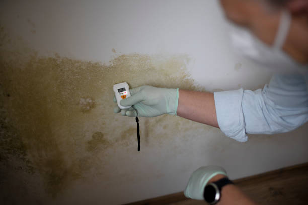 Best Mold Damage Repair  in Malta, IL