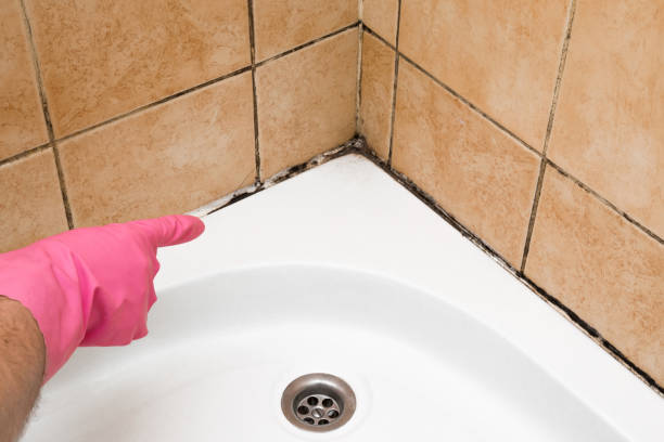 Best Professional Mold Removal  in Malta, IL